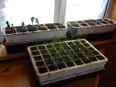 Gardening at High Elevation Image